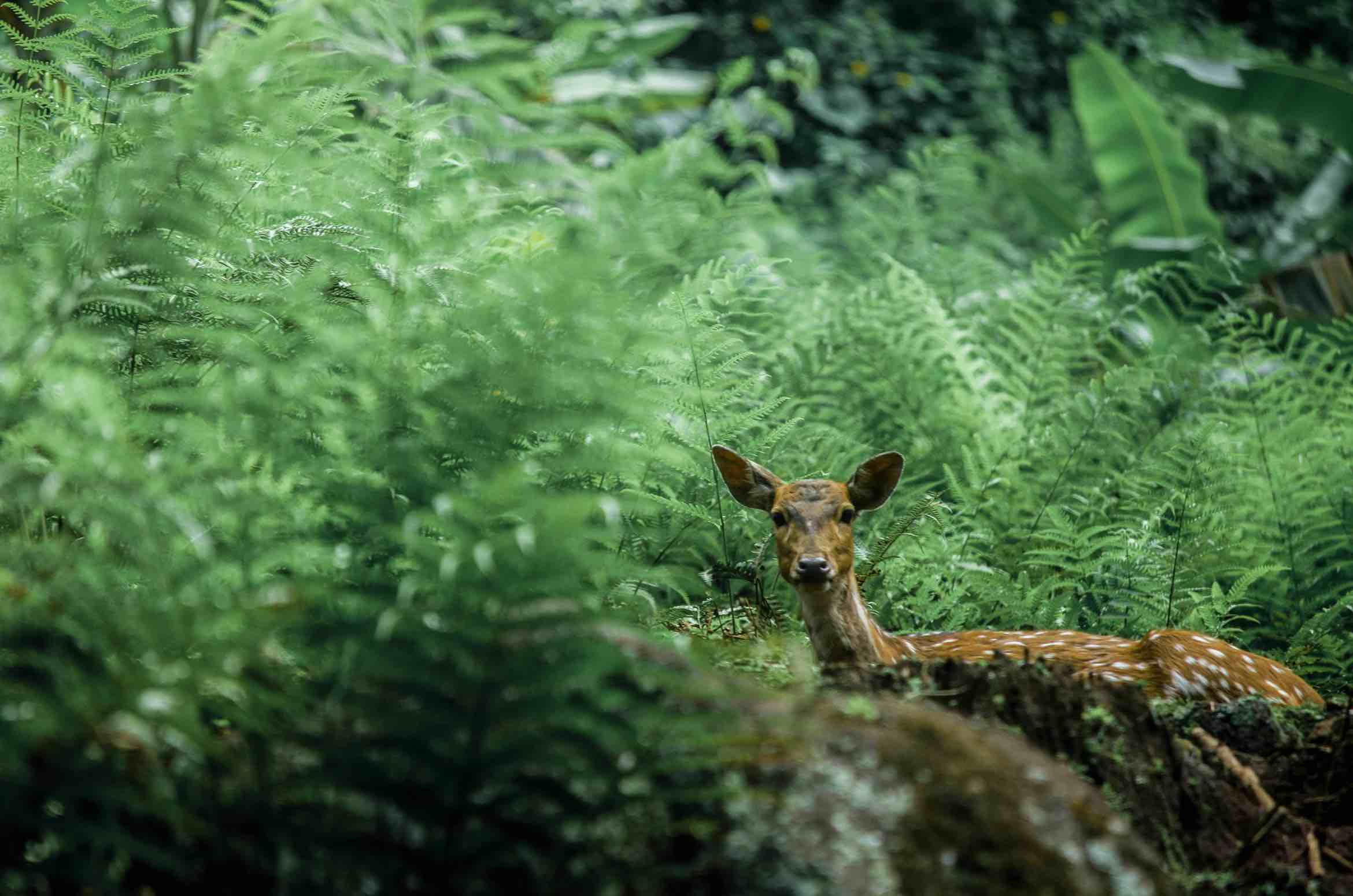 CovertEye 4G Compact camera used for wildlife monitoring